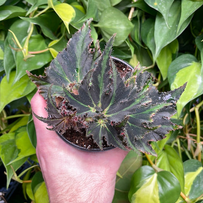 Begonia Comores