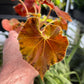 Begonia Peter Piper