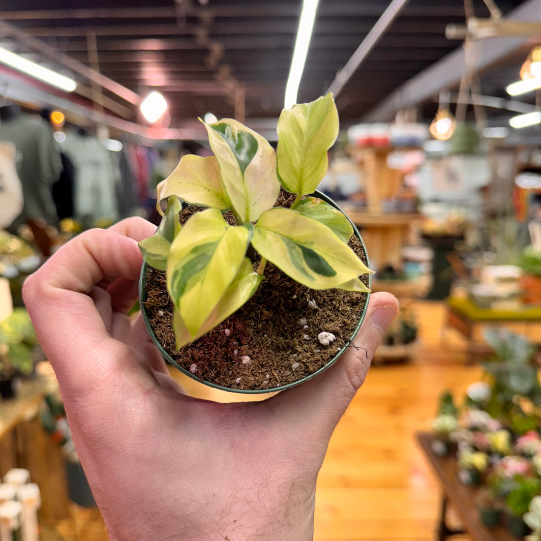 Calathea Yellow Fusion