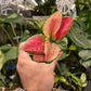 Aglaonema Geely Red