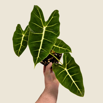 Alocasia Frydek