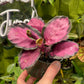 Calathea Purple Rose