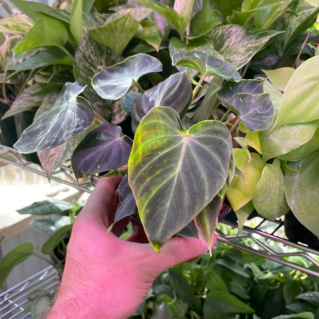 Philodendron Verrucosum