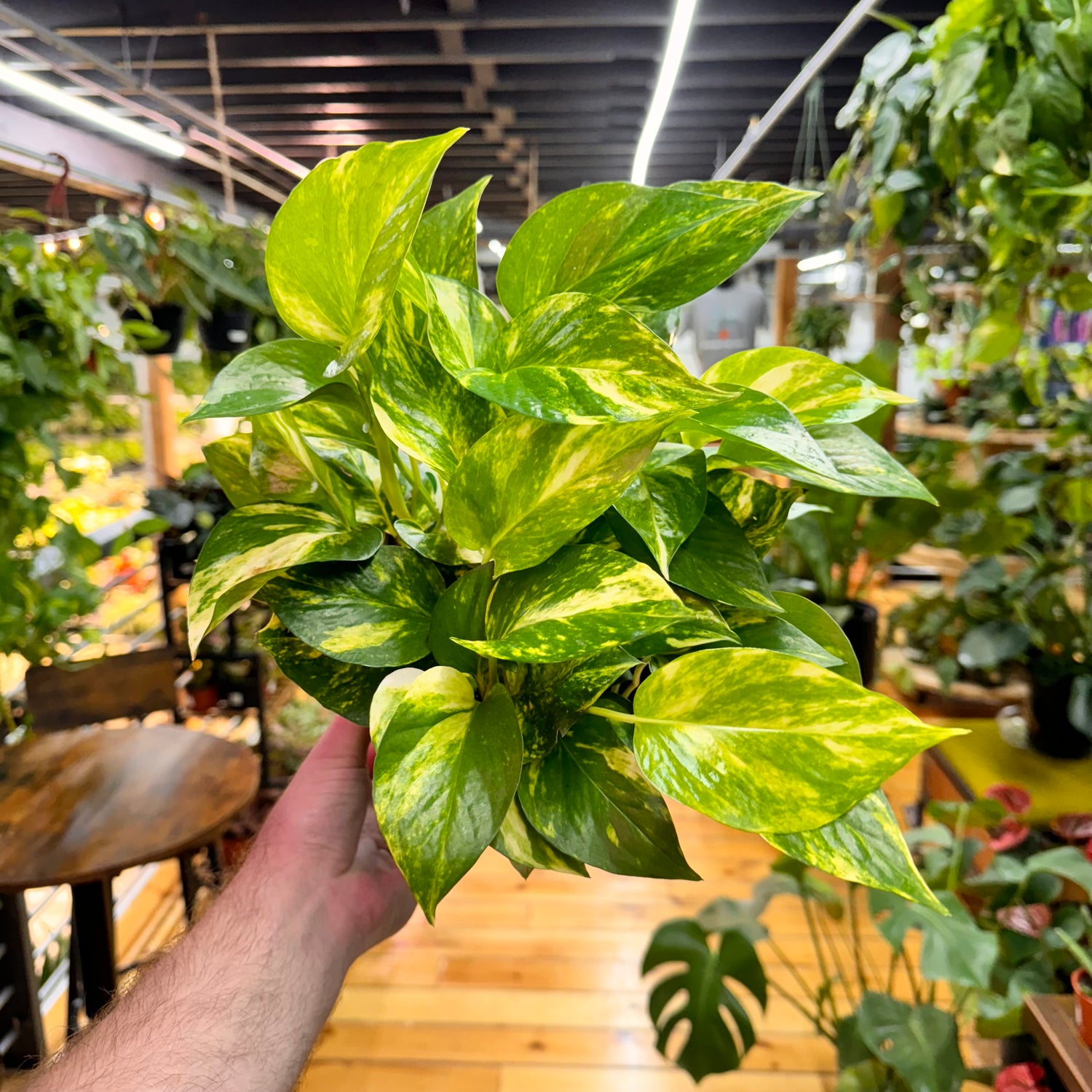 Pothos Hawaiian