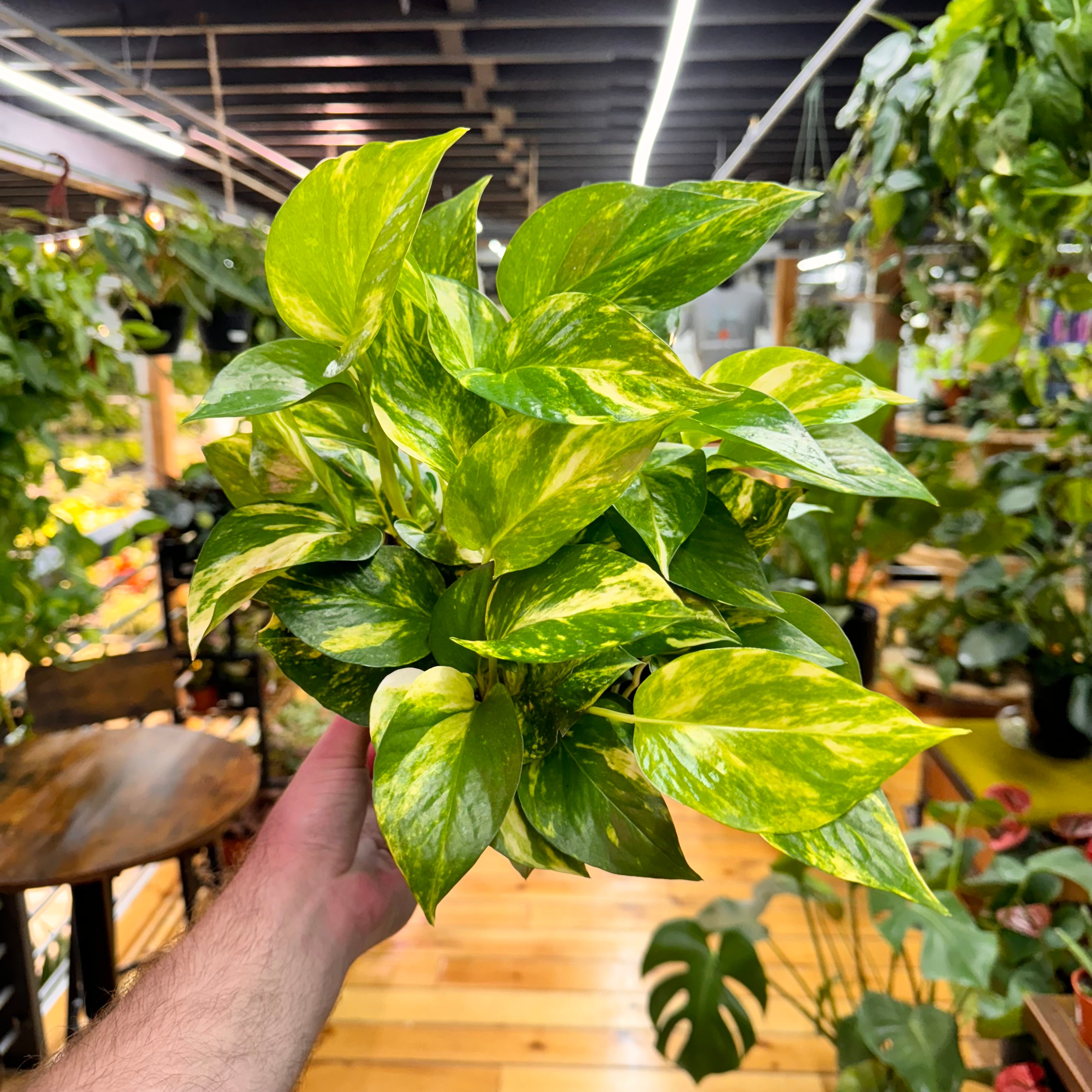 Pothos Hawaiian