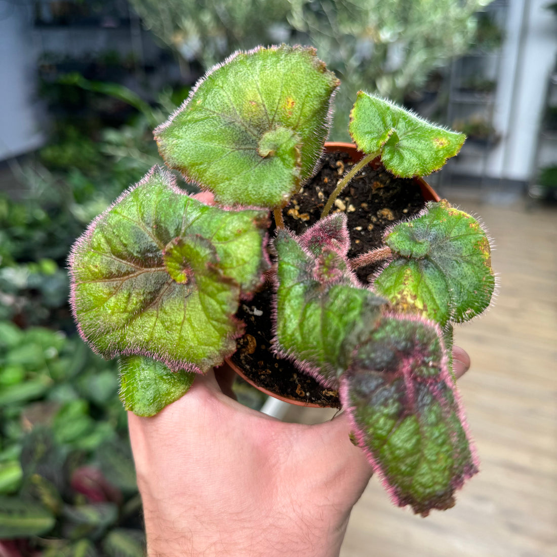 Begonia Nautilus