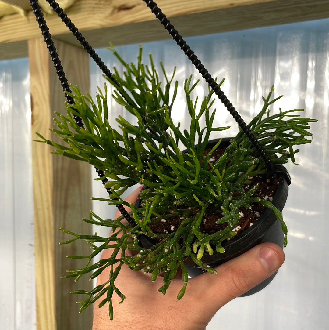 Rhipsalis Hatiora Salicornioides