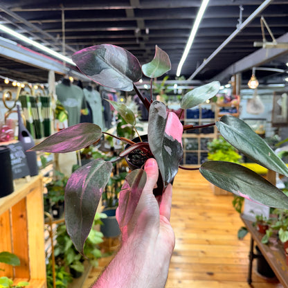 Philodendron Pink Princess