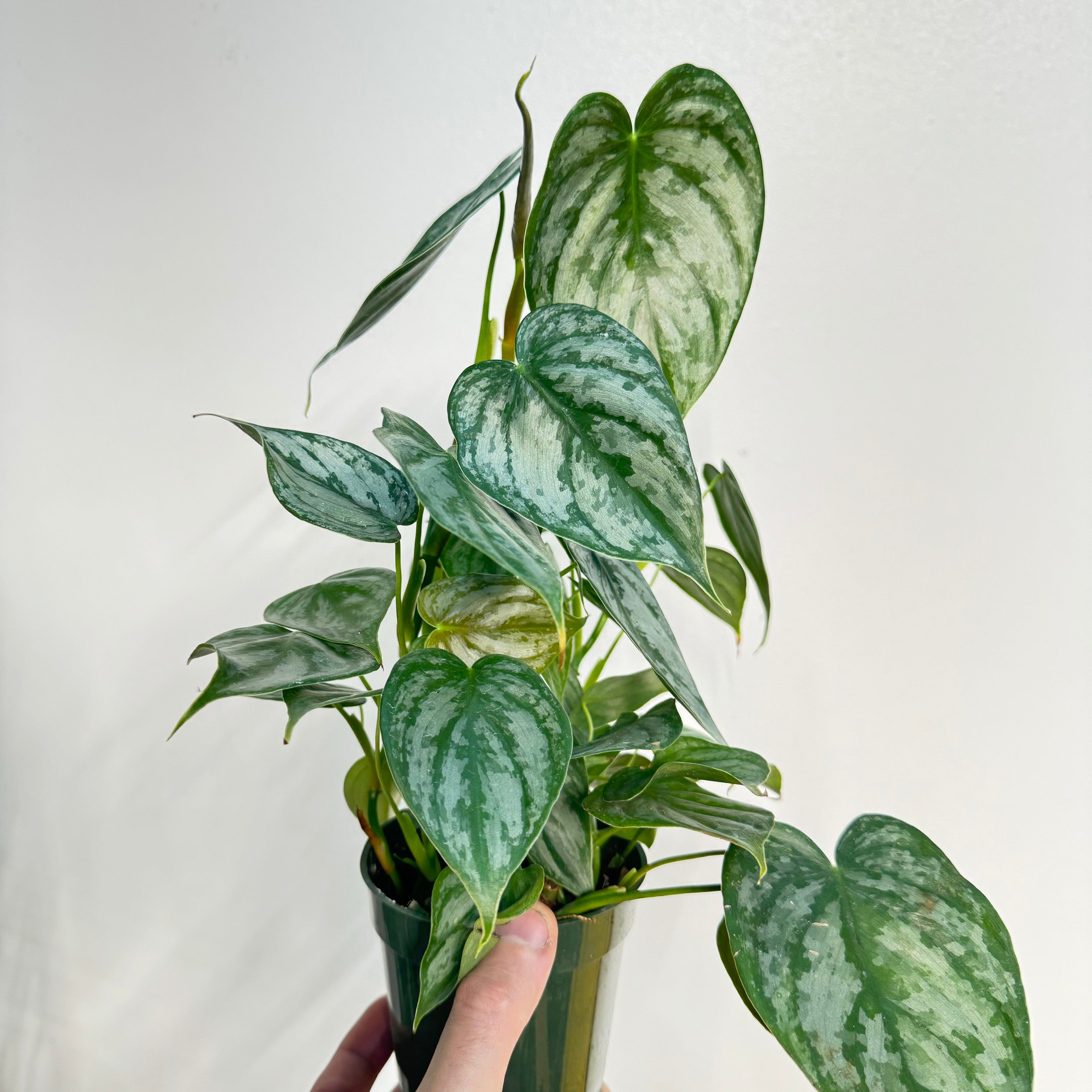 Philodendron Branditianum