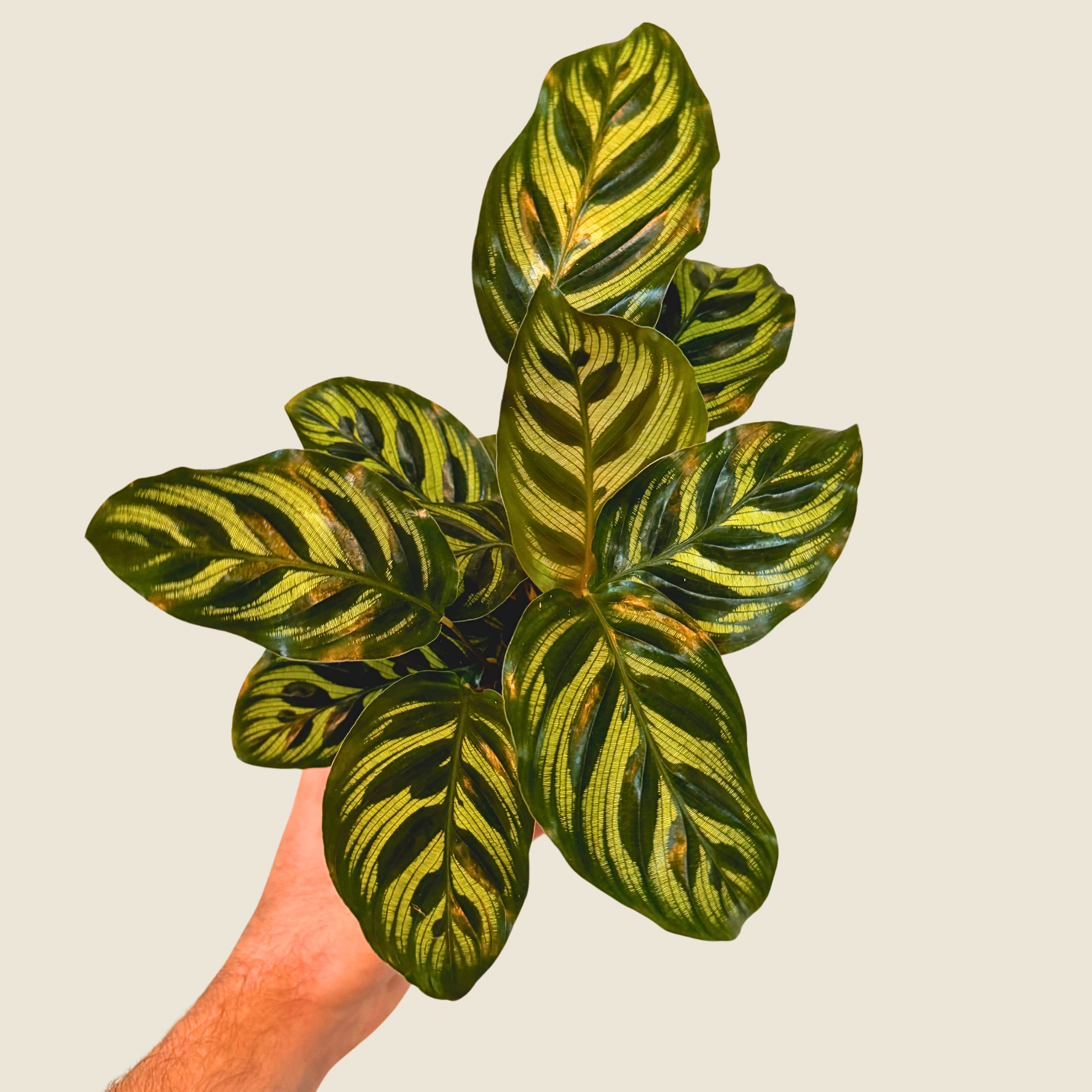 Calathea Makoyana