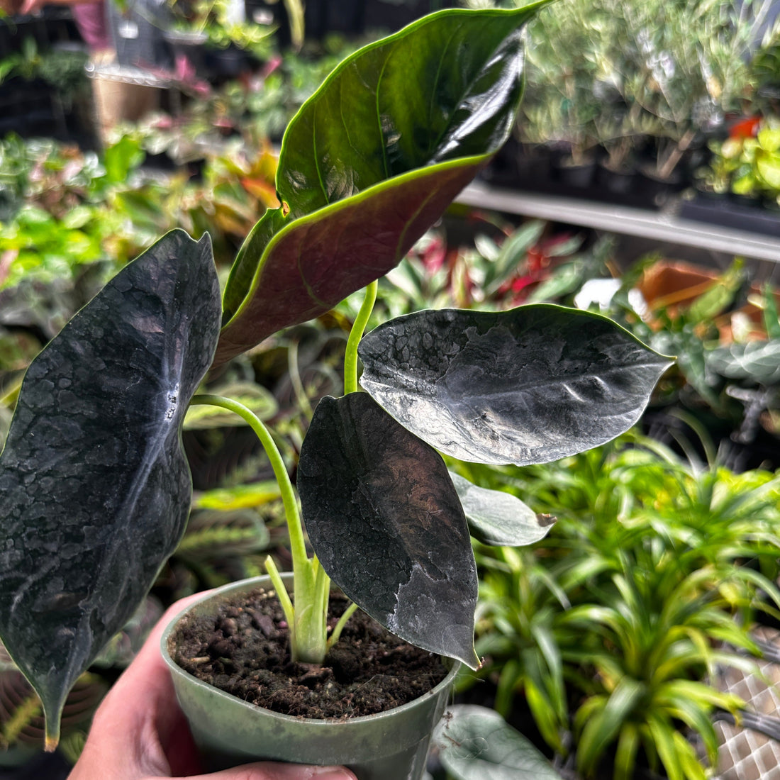 Alocasia Green Unicorn