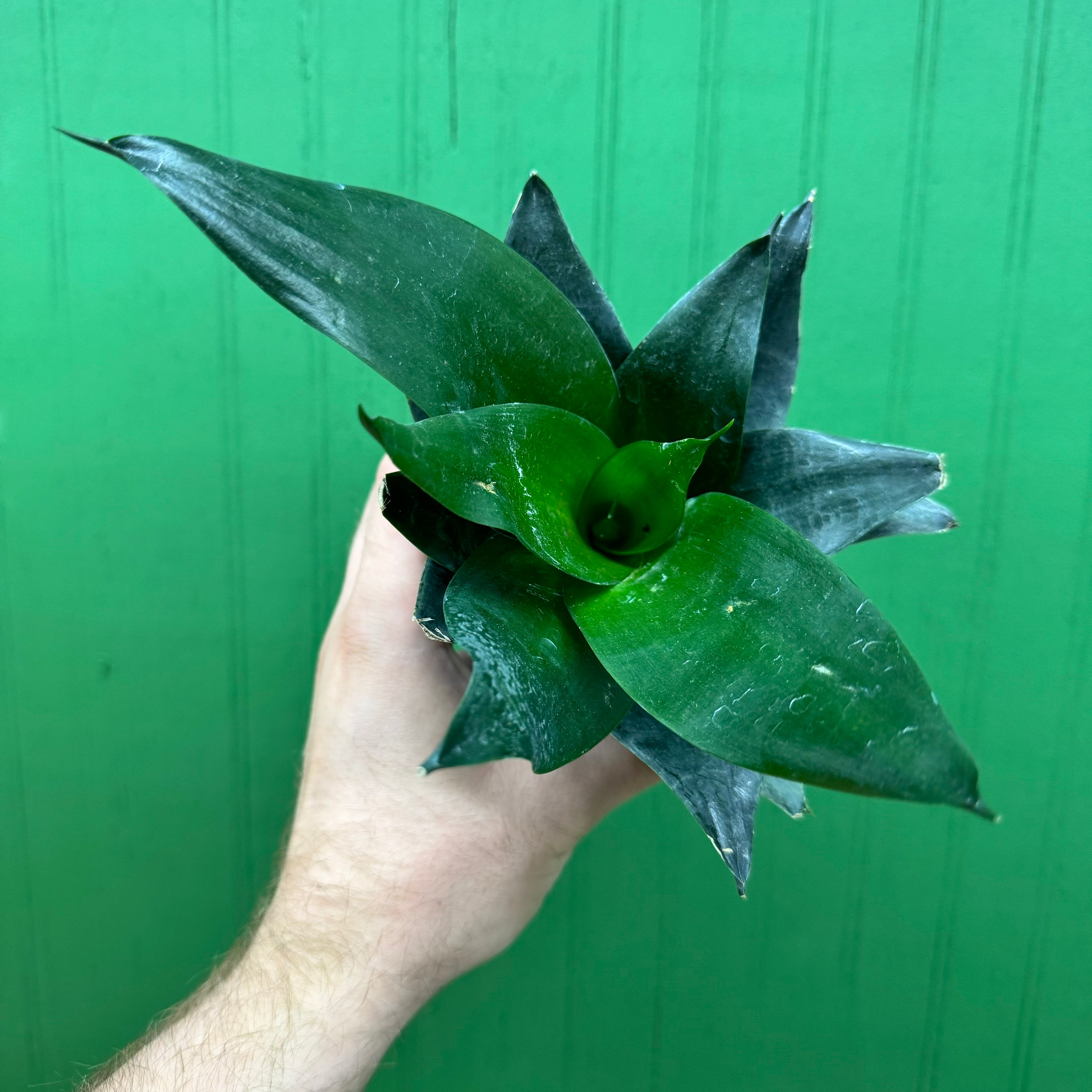 Sansevieria Hahnii