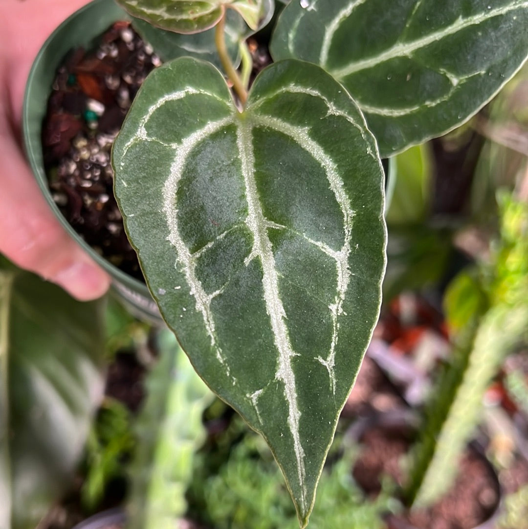 Anthurium Crystallinum x Dark Forgetii