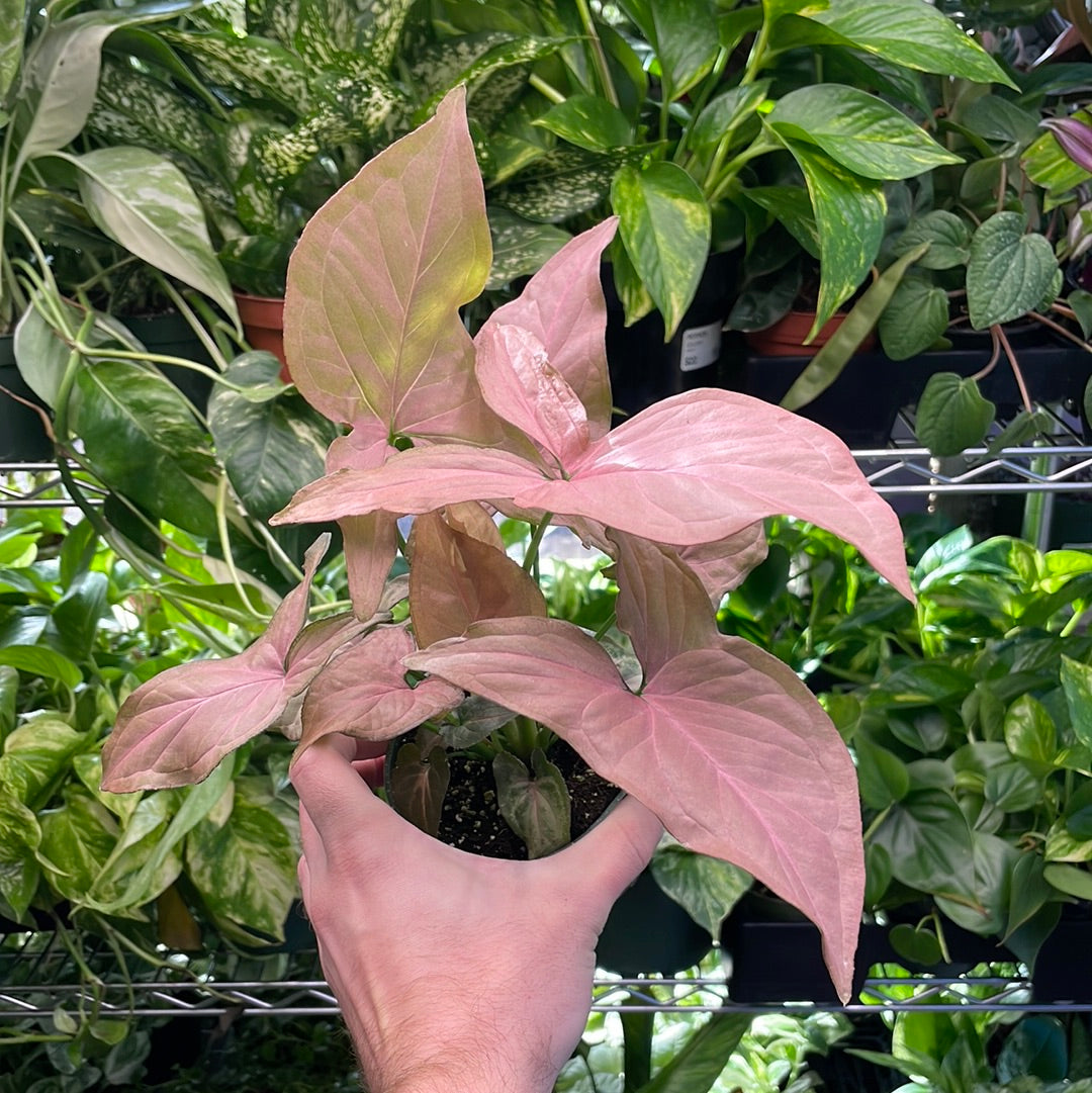 Syngonium Pink Perfection