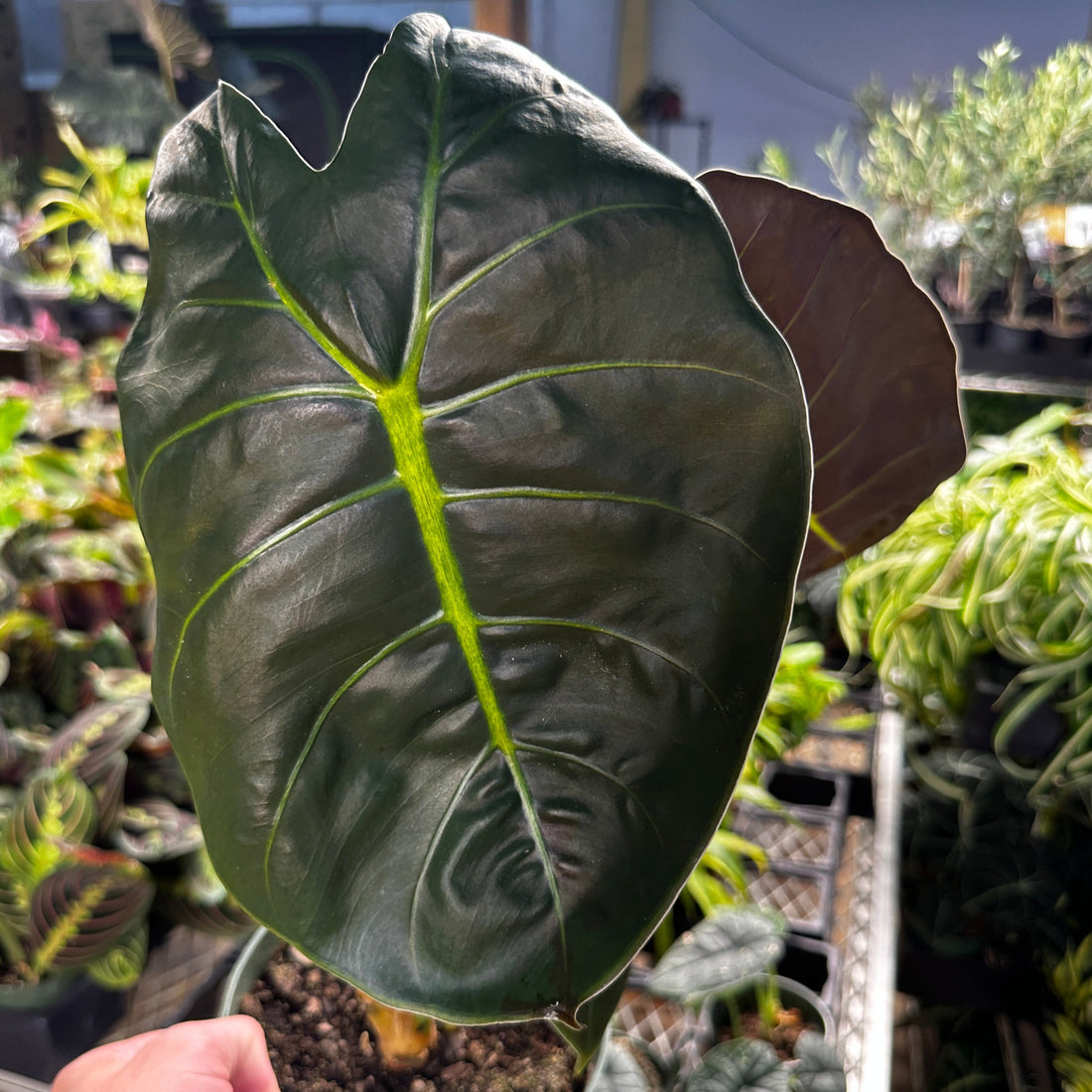 Alocasia Golden Bone