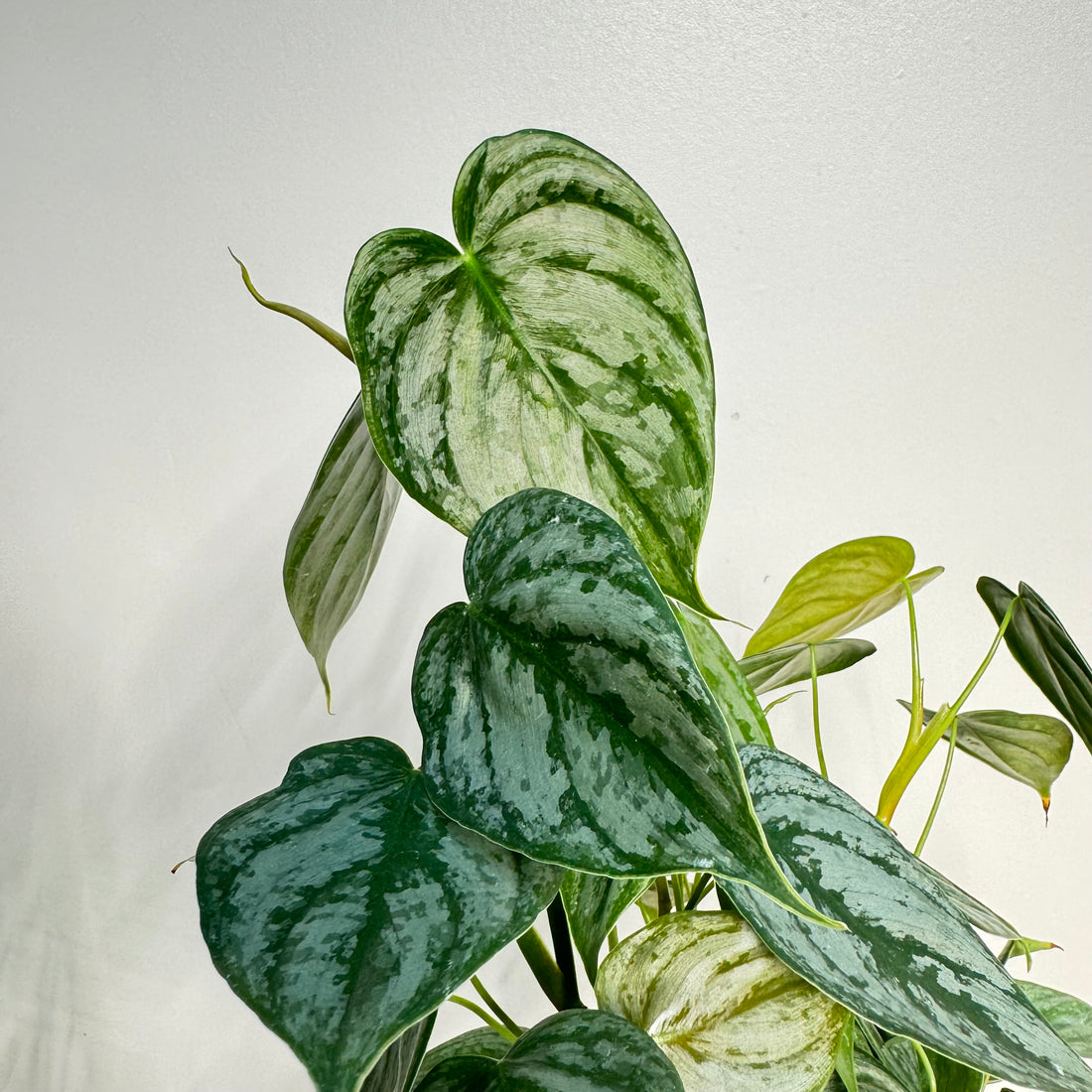 Philodendron Branditianum