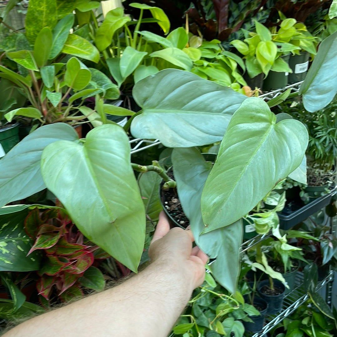 Philodendron Silver Sword