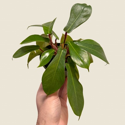 Philodendron Squamiferum