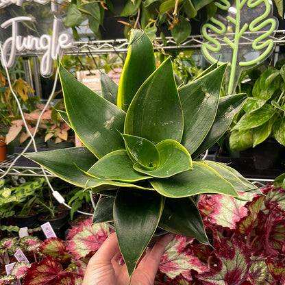 Sansevieria Emerald Star