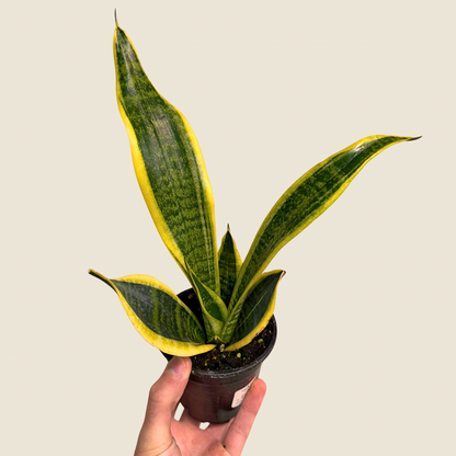 Sansevieria Laurentii