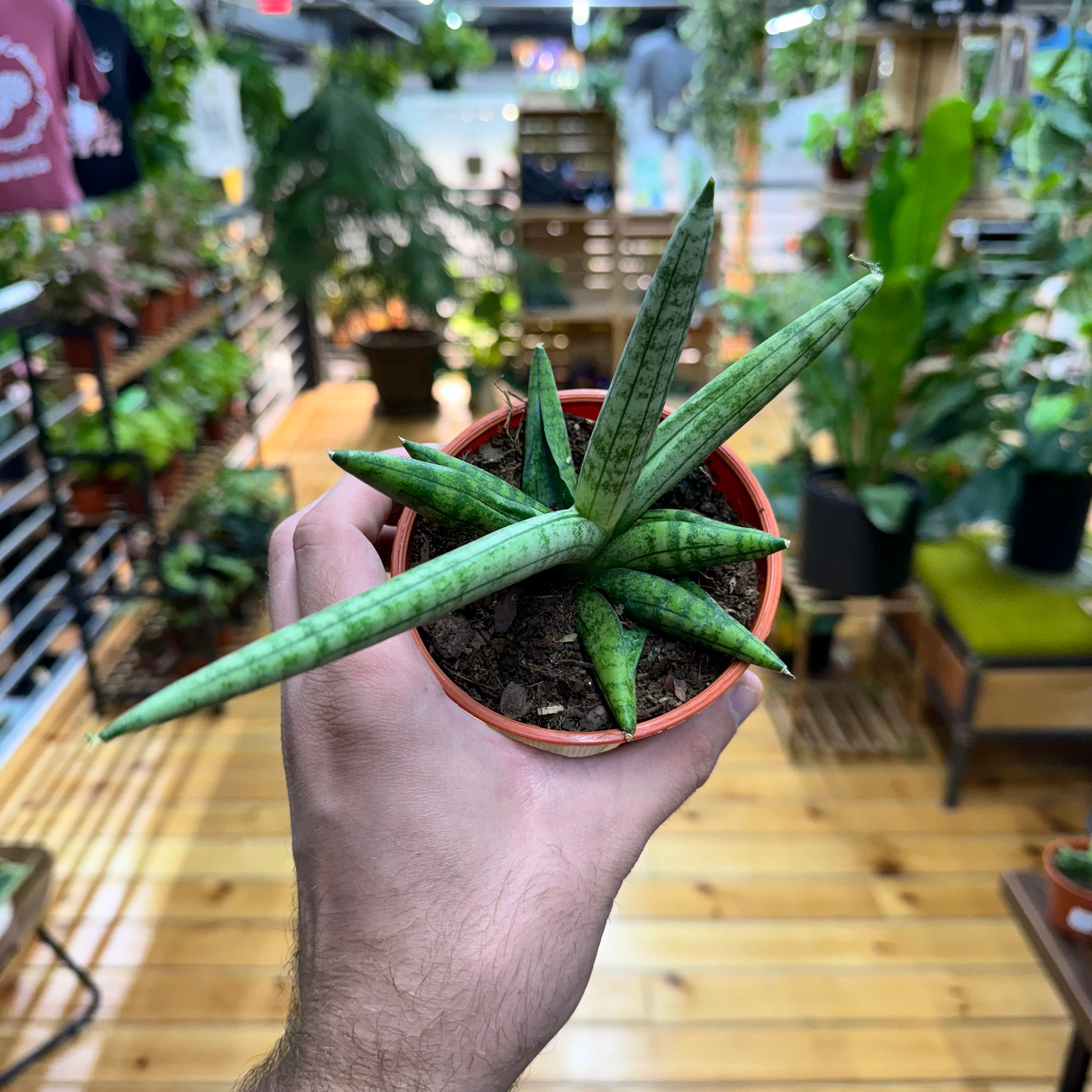 Sansevieria Boncenllensis