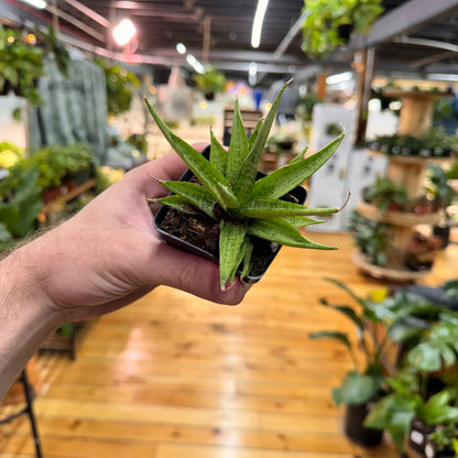 Sansevieria Josephine