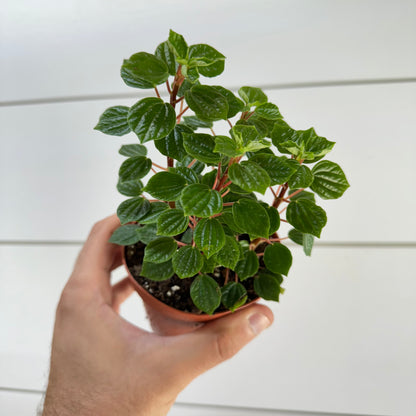 Peperomia Meridana