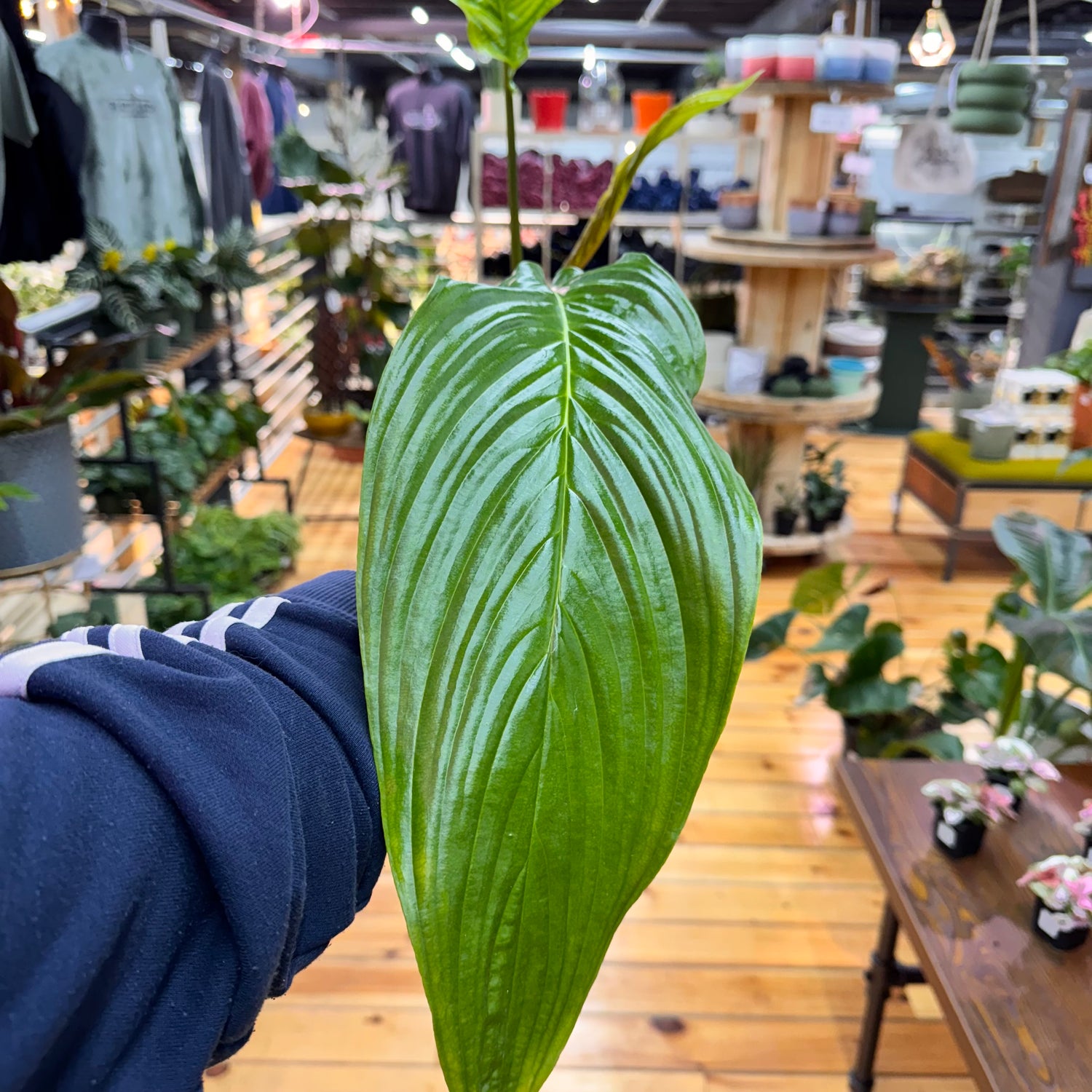 Tacca Chantrieri ‘White Bat’