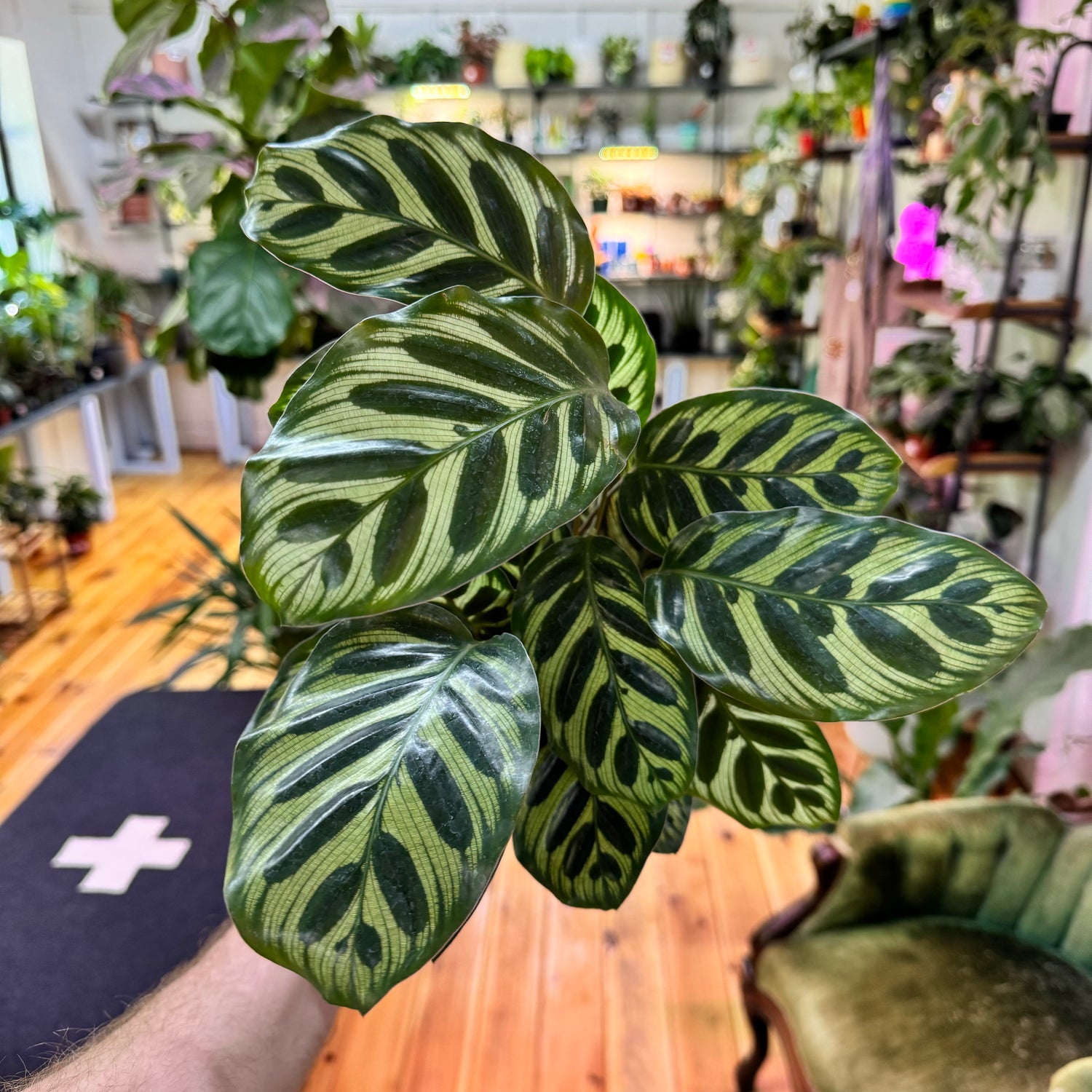 Calathea Makoyana