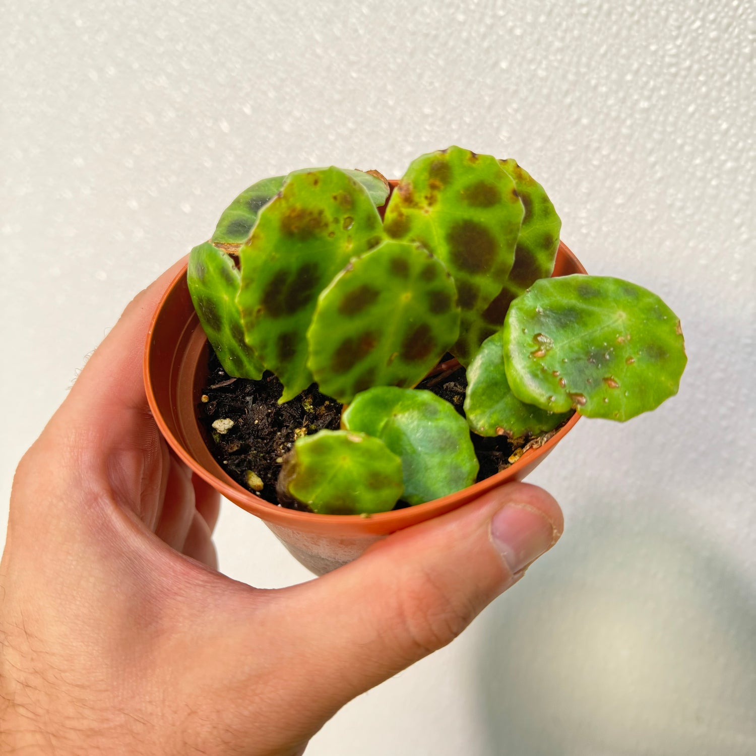 Begonia Kingiana