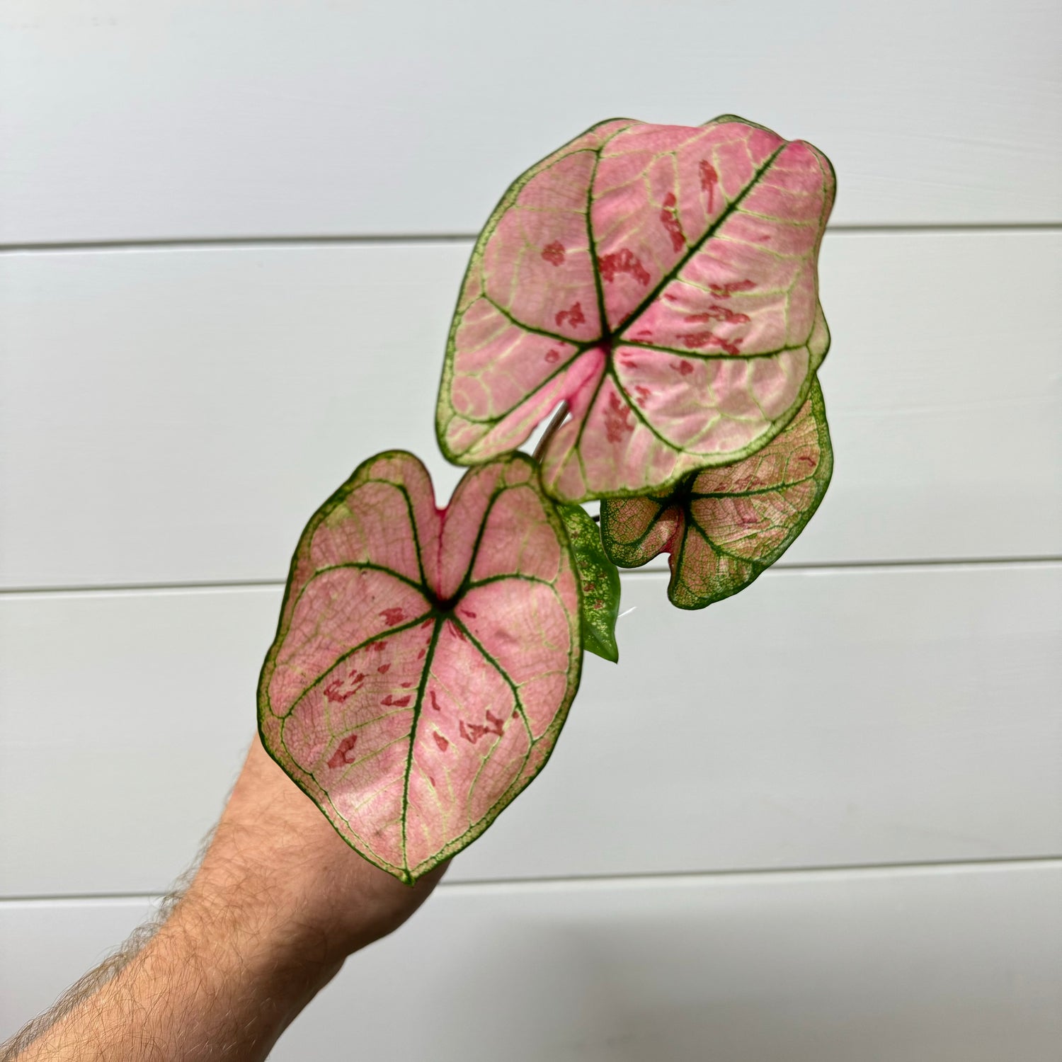 Caladium Scarlet Girl