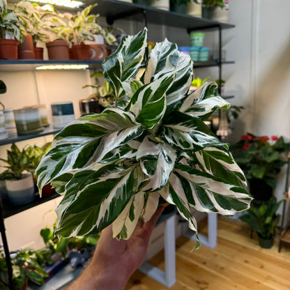 Calathea Stella