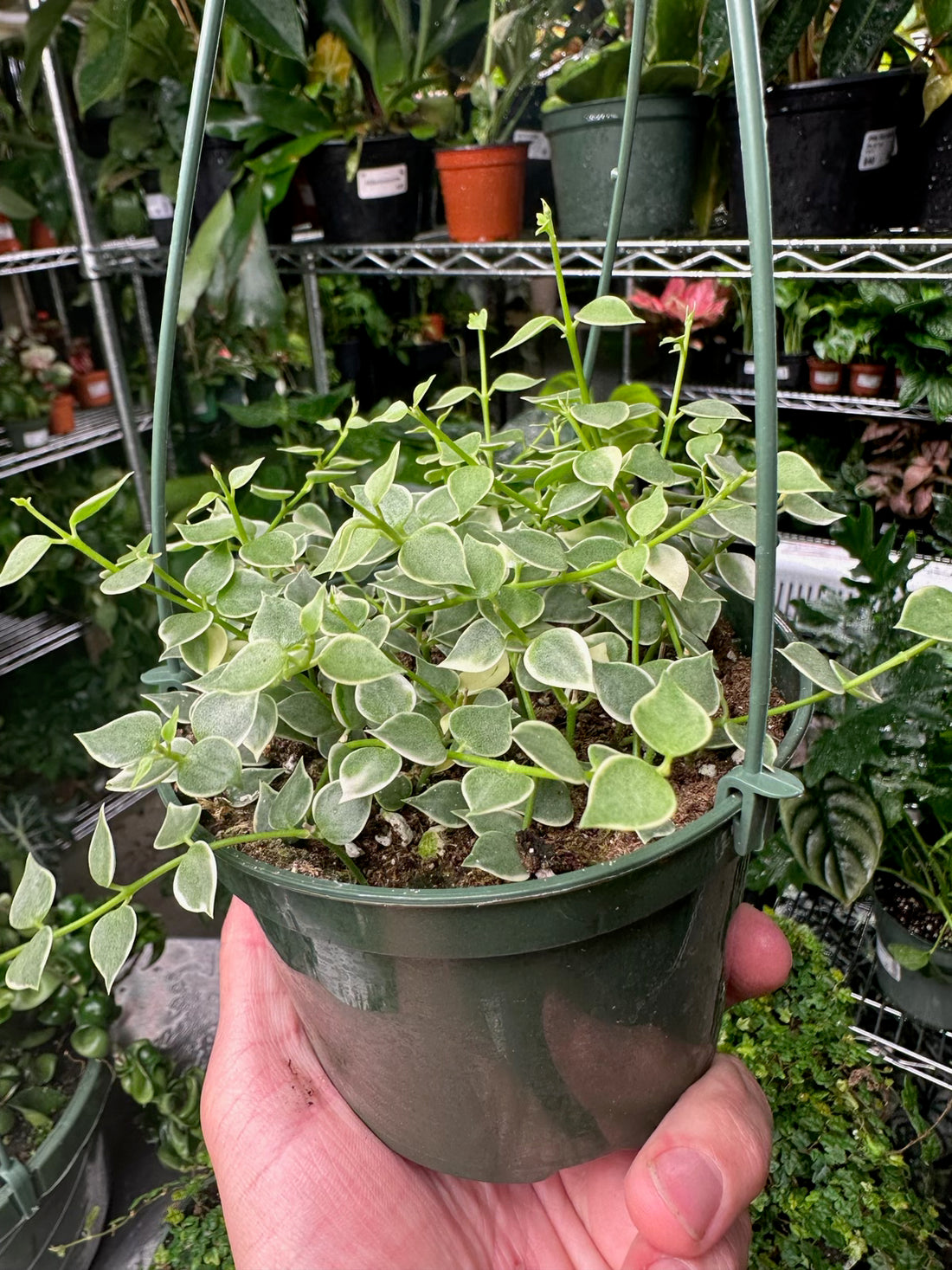 Dischidia Oiantha Variegata