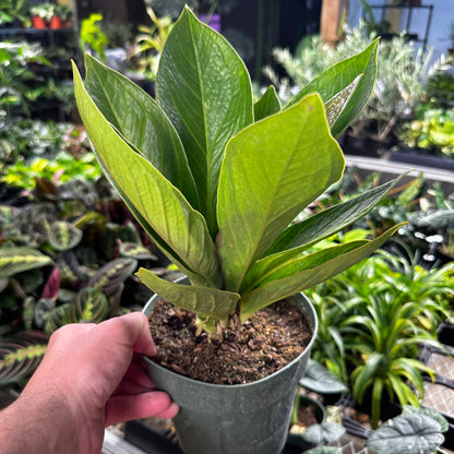 Anthurium Cobra