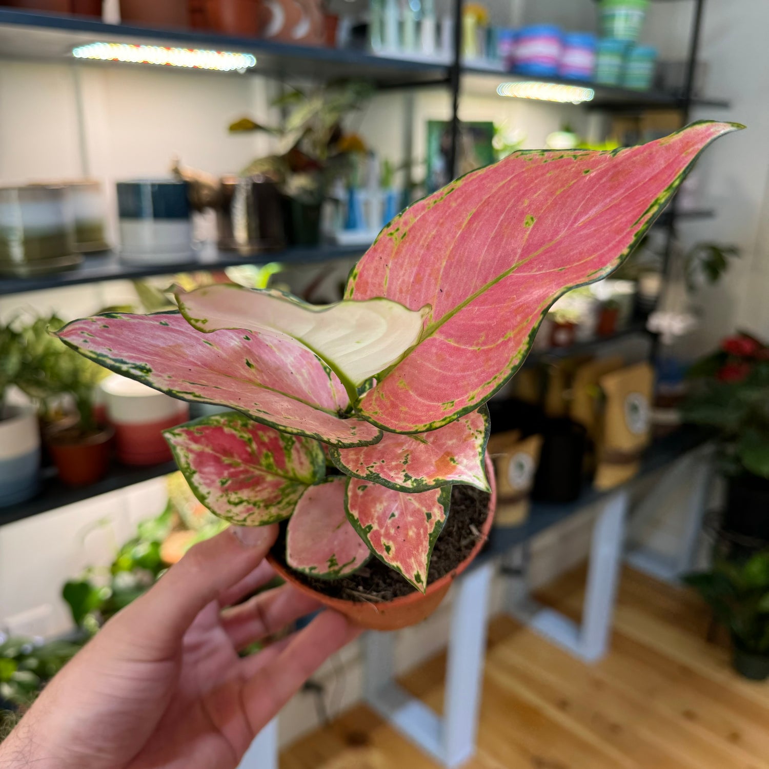 Aglaonema Geely Red