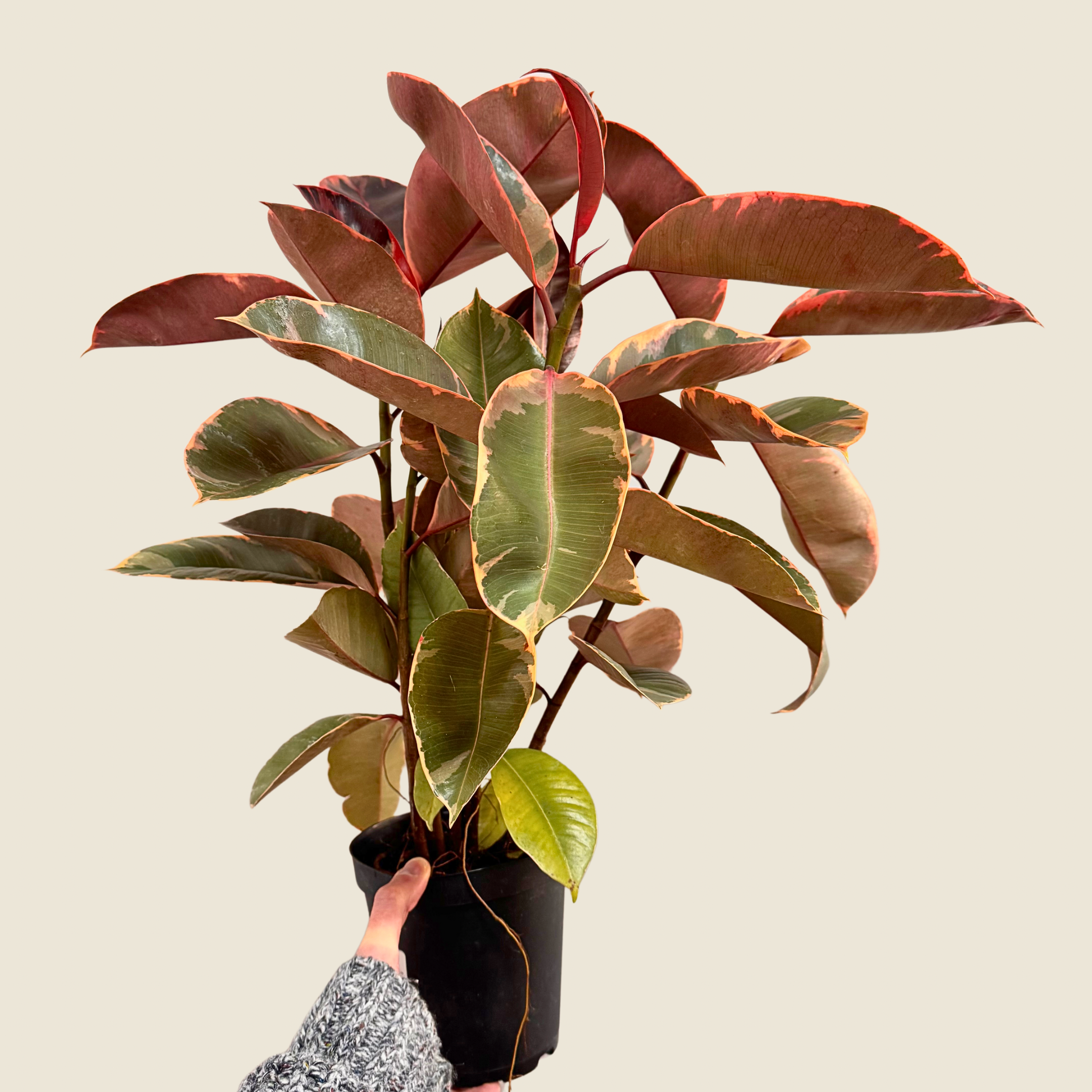 Ficus Ruby Pink