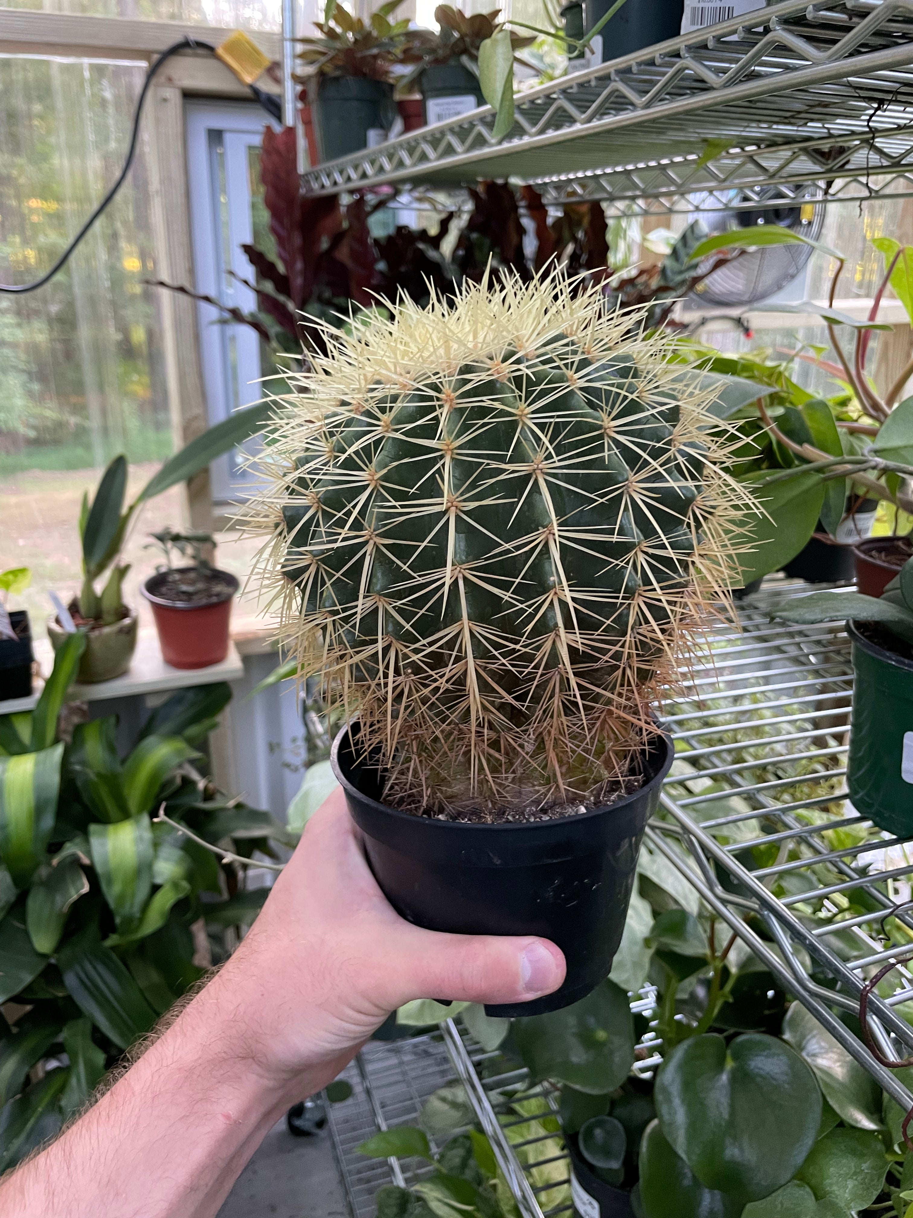 Echinocactus Grusonii