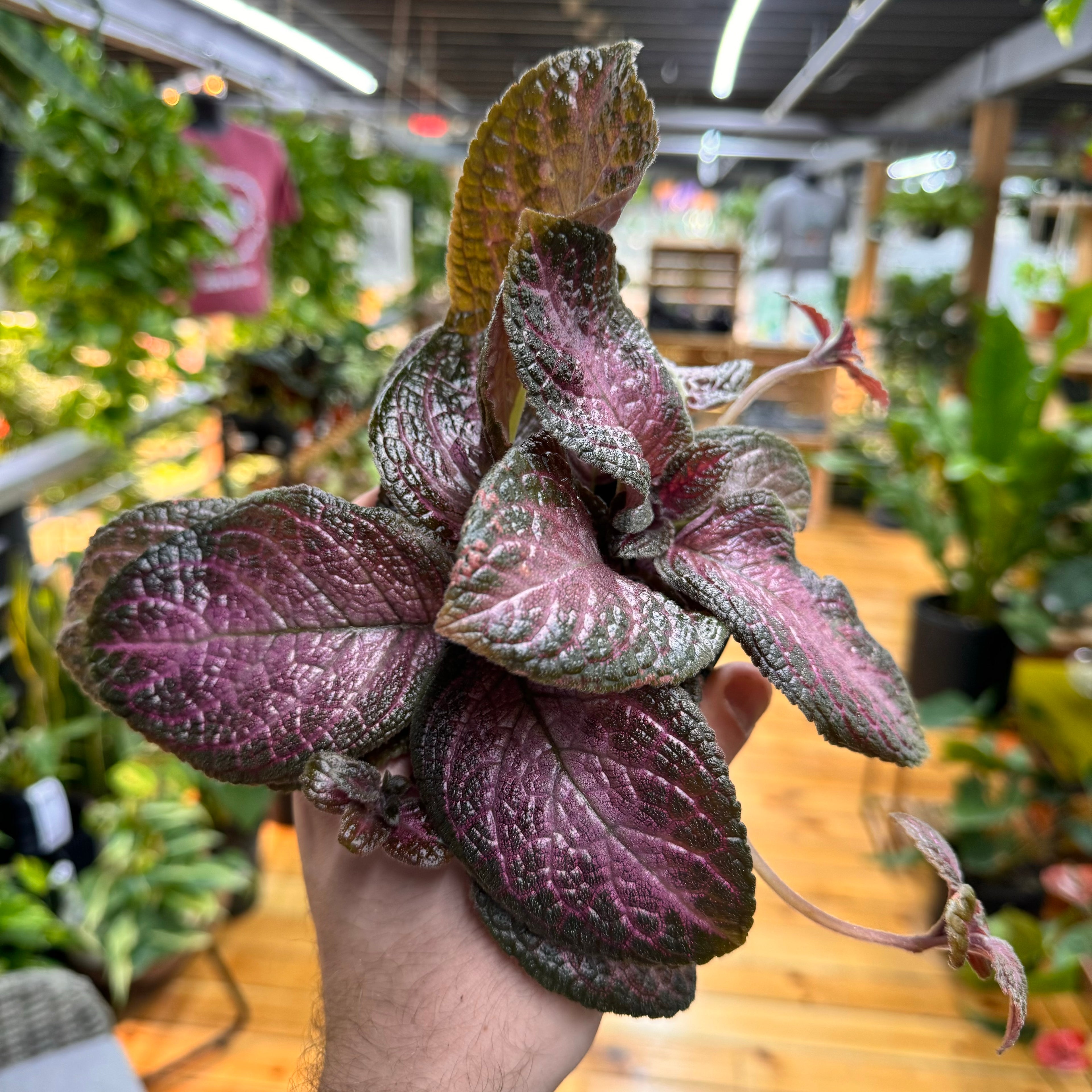 Episcia Purple Rain