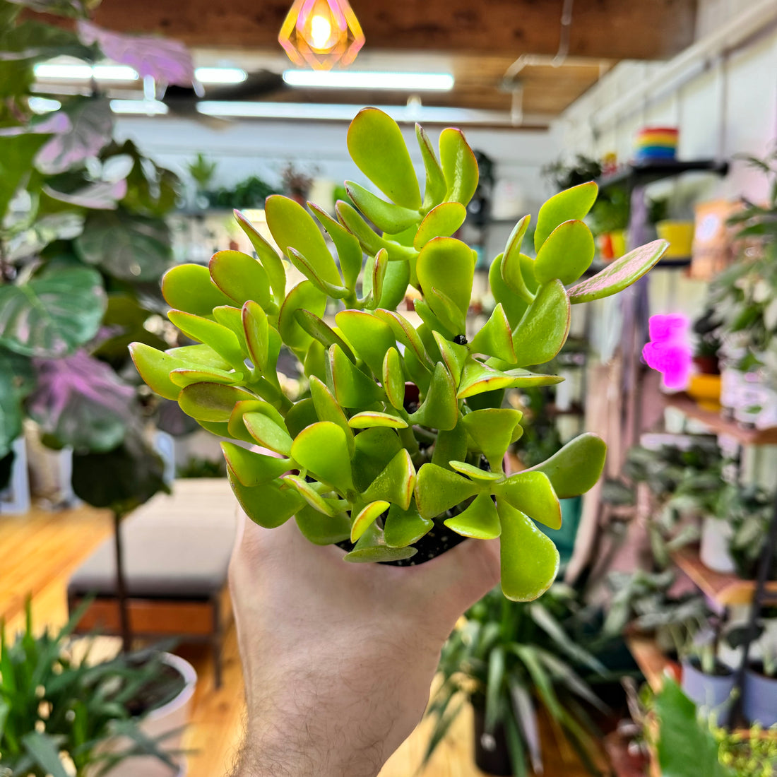 Jade Crassula Succulent