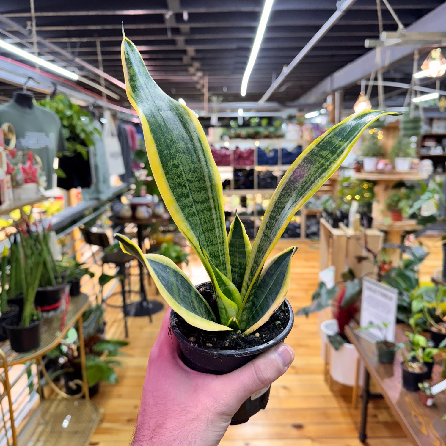 Sansevieria Laurentii