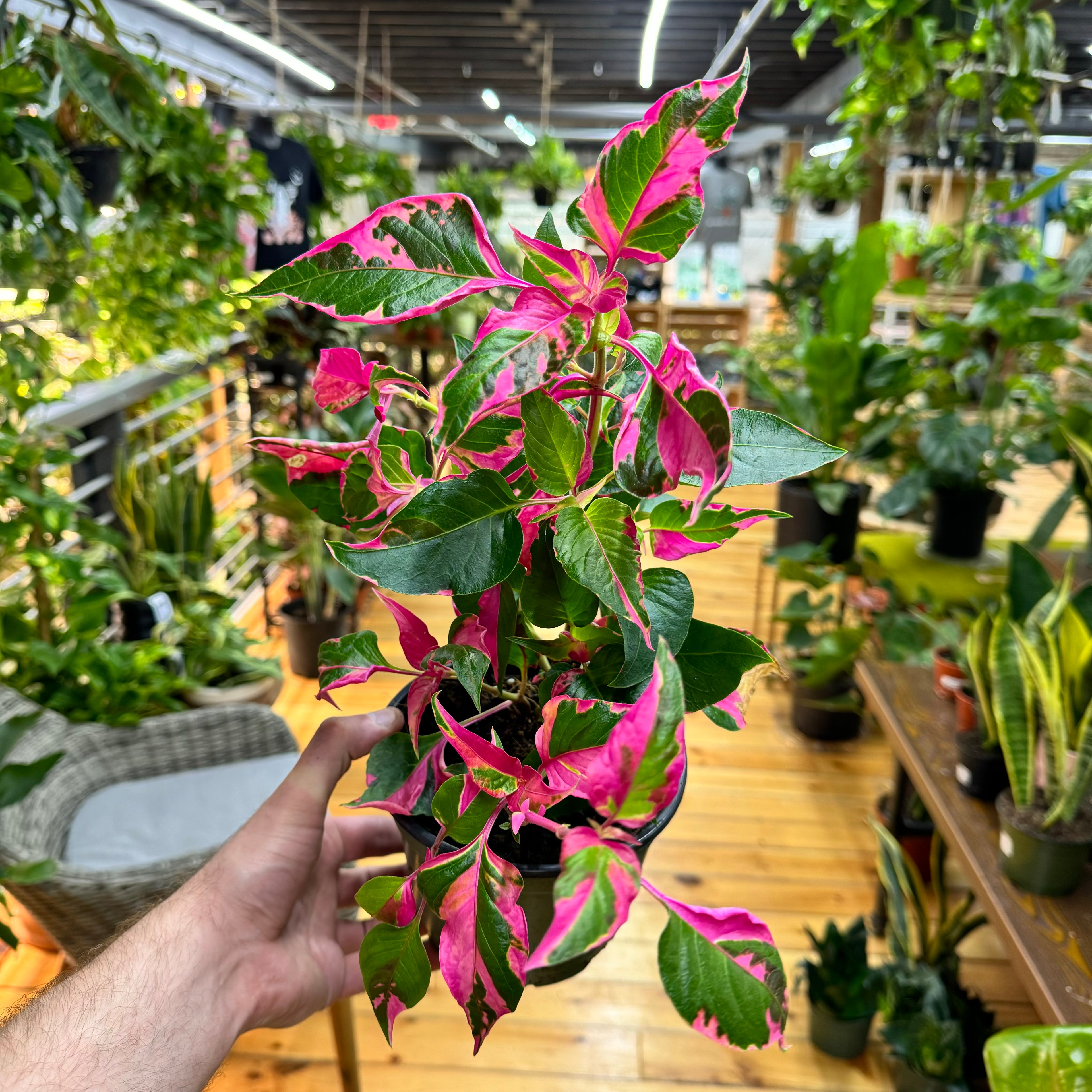 Alternanthera Party Time