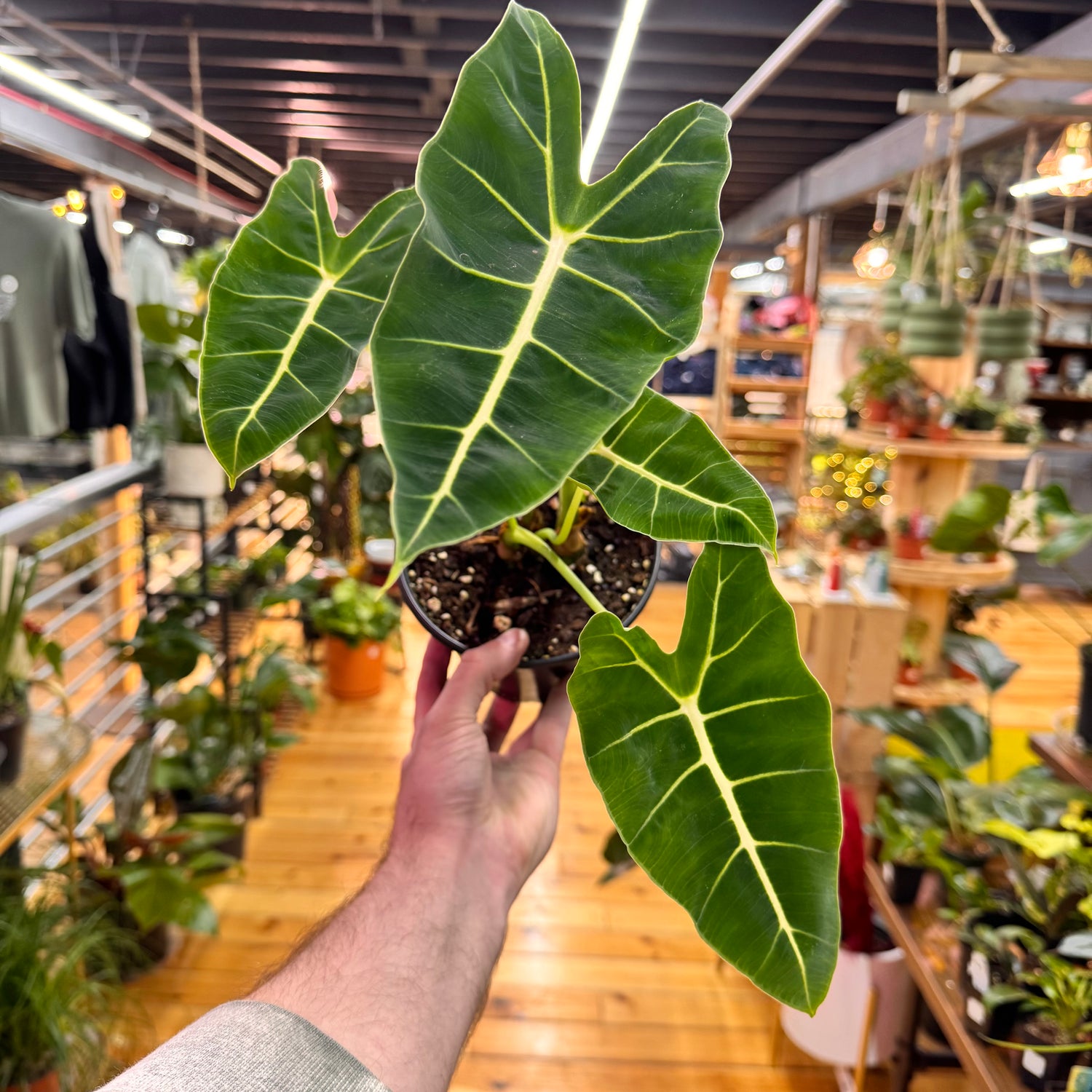 Alocasia Frydek