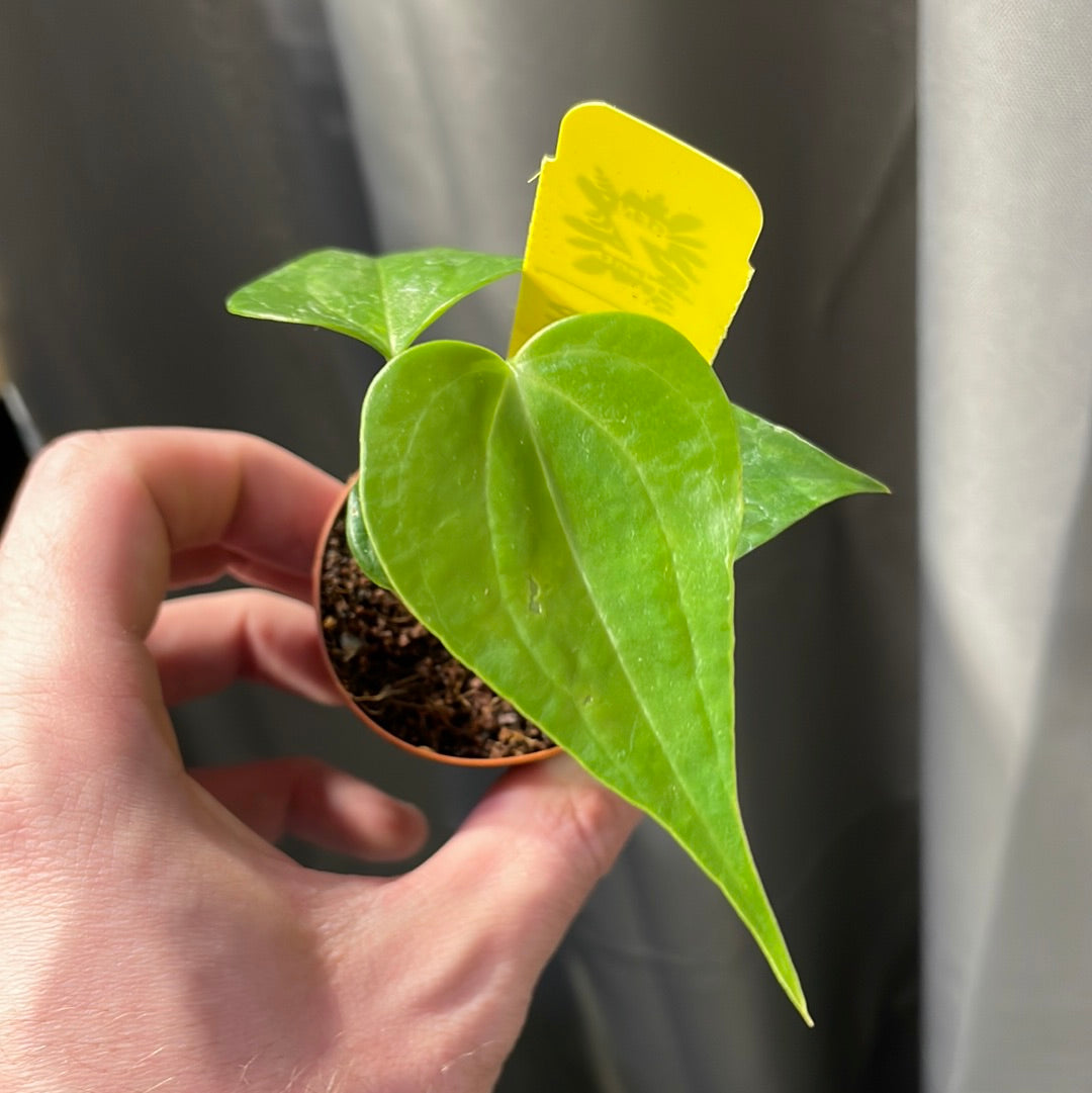 Anthurium Macrolobium