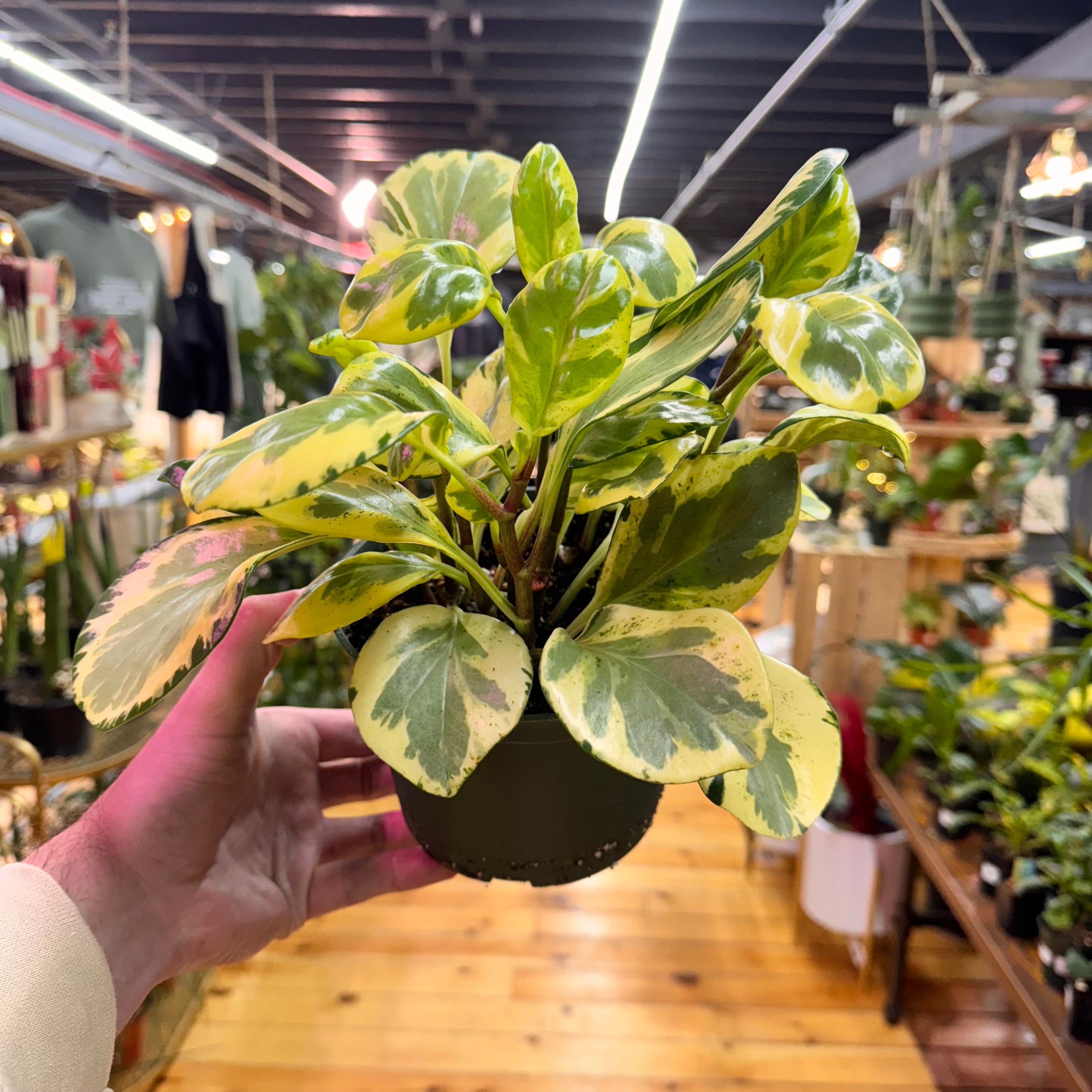 Peperomia Golden Gate