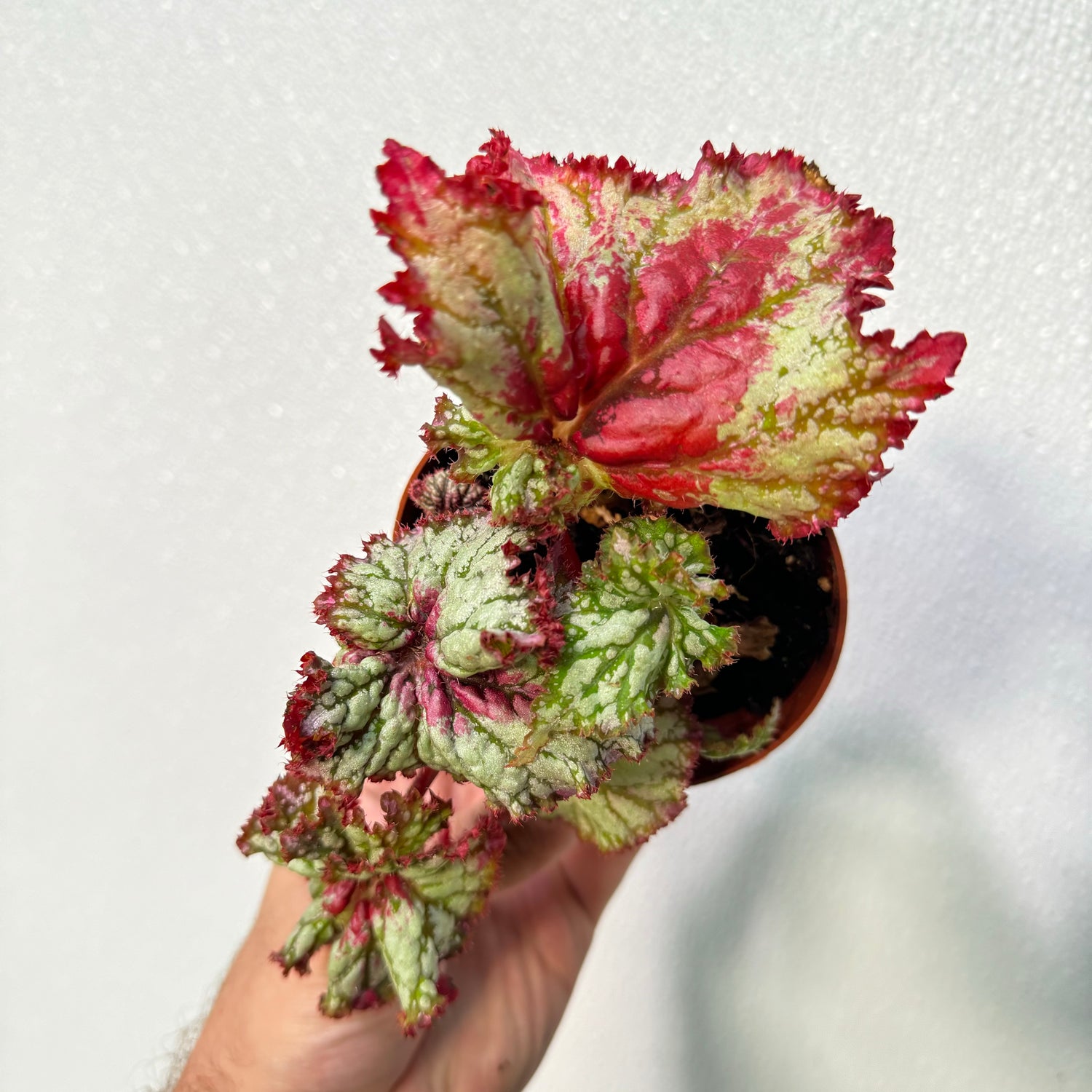 Begonia Watermelon Sugar High