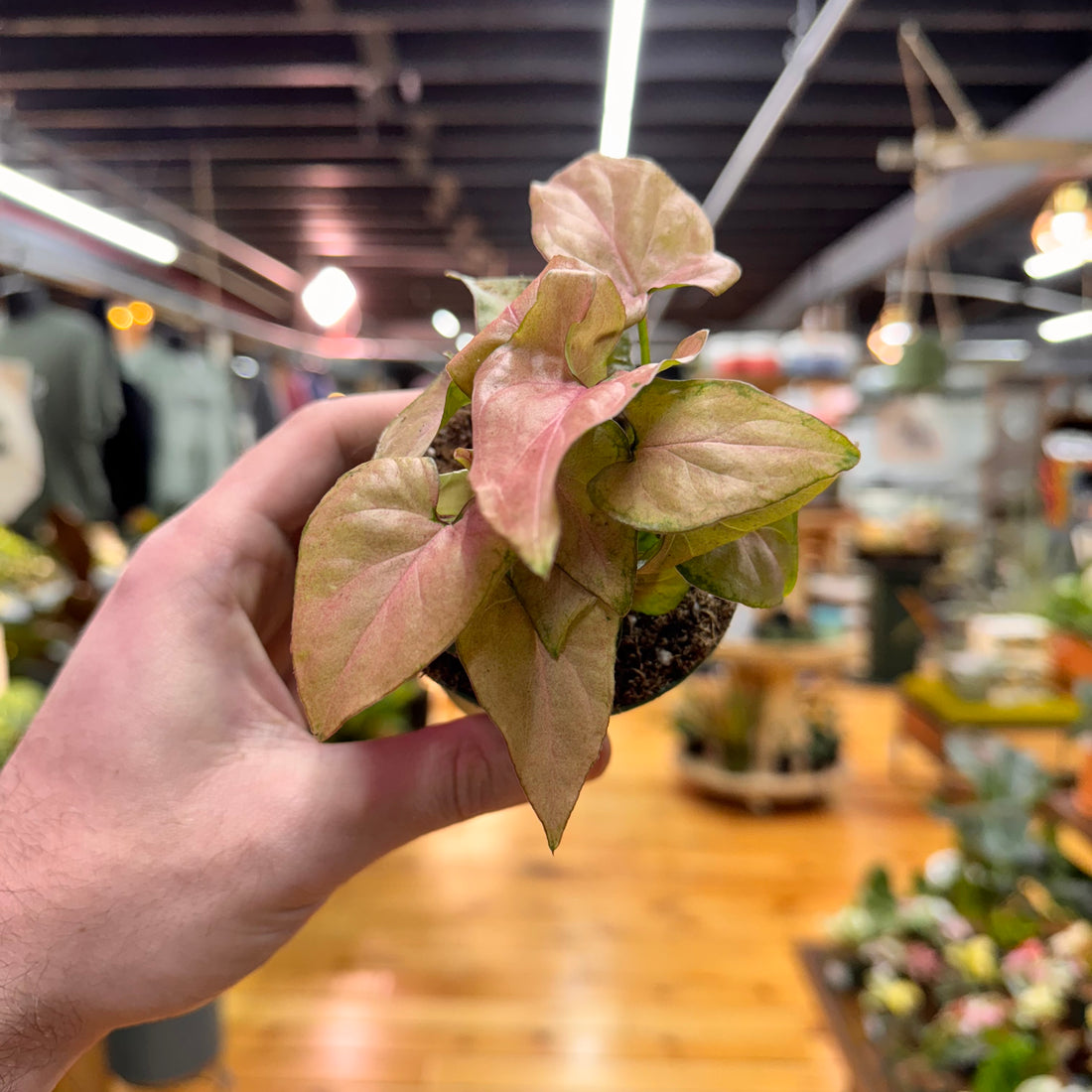 Syngonium Pink Perfection