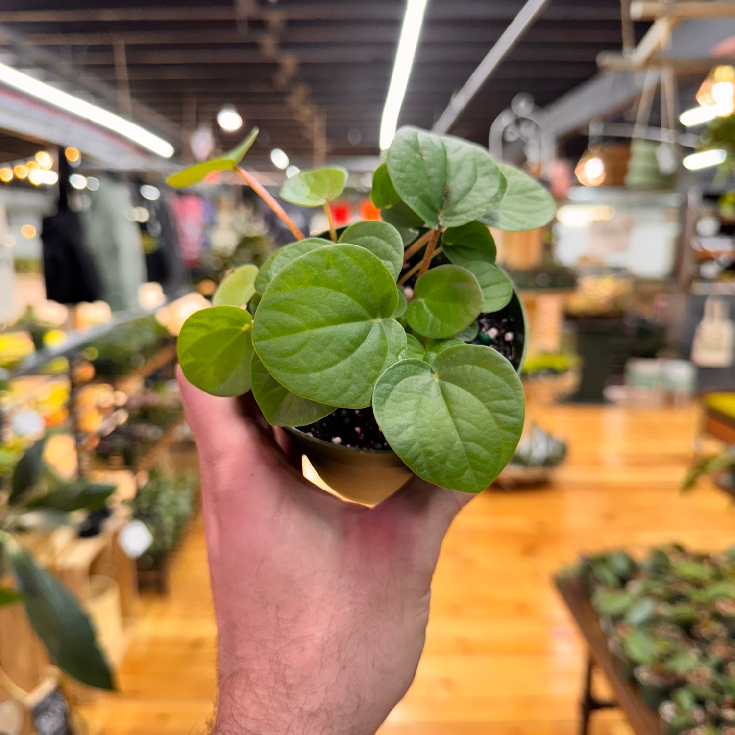 Peperomia Rana Verde