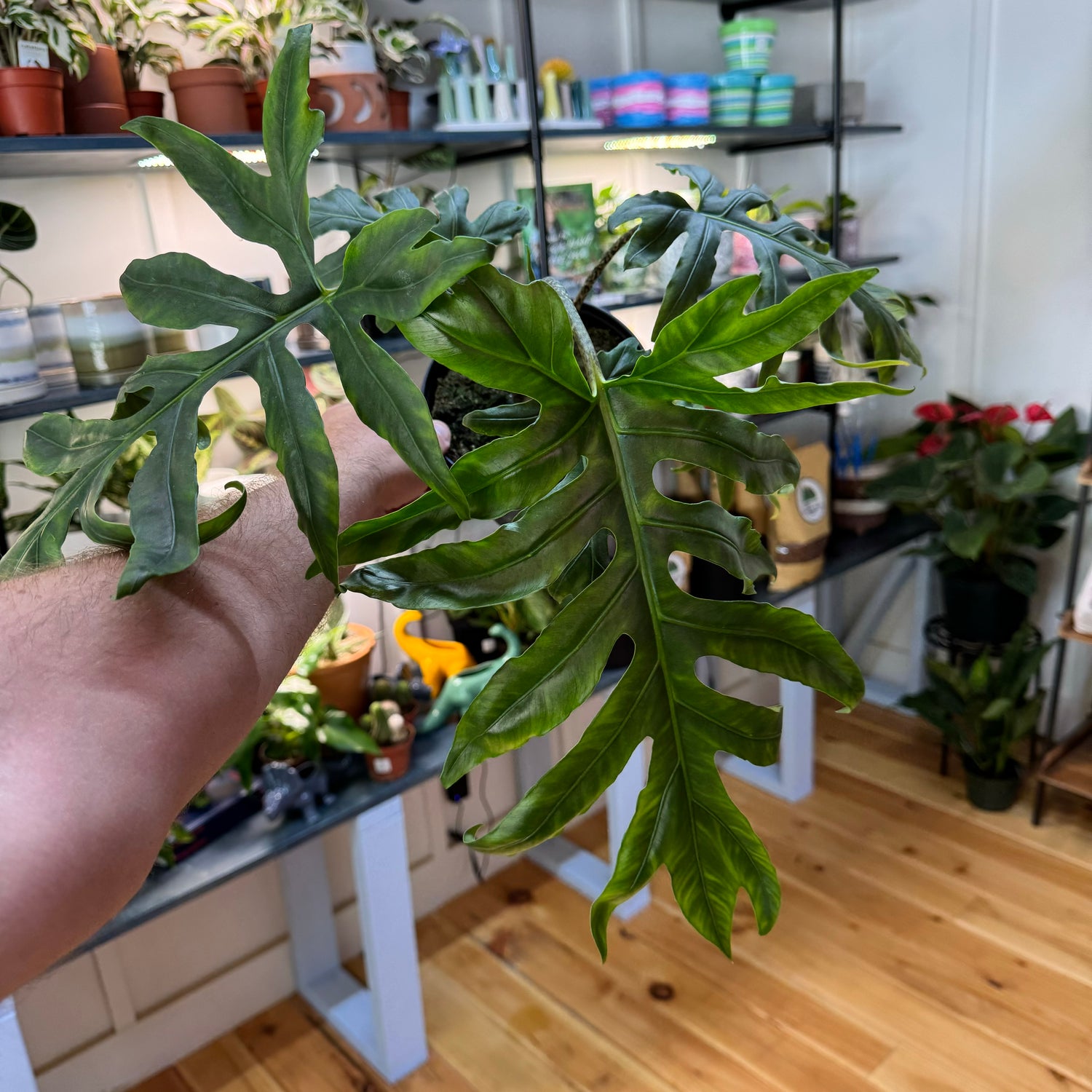 Alocasia Brancifolia