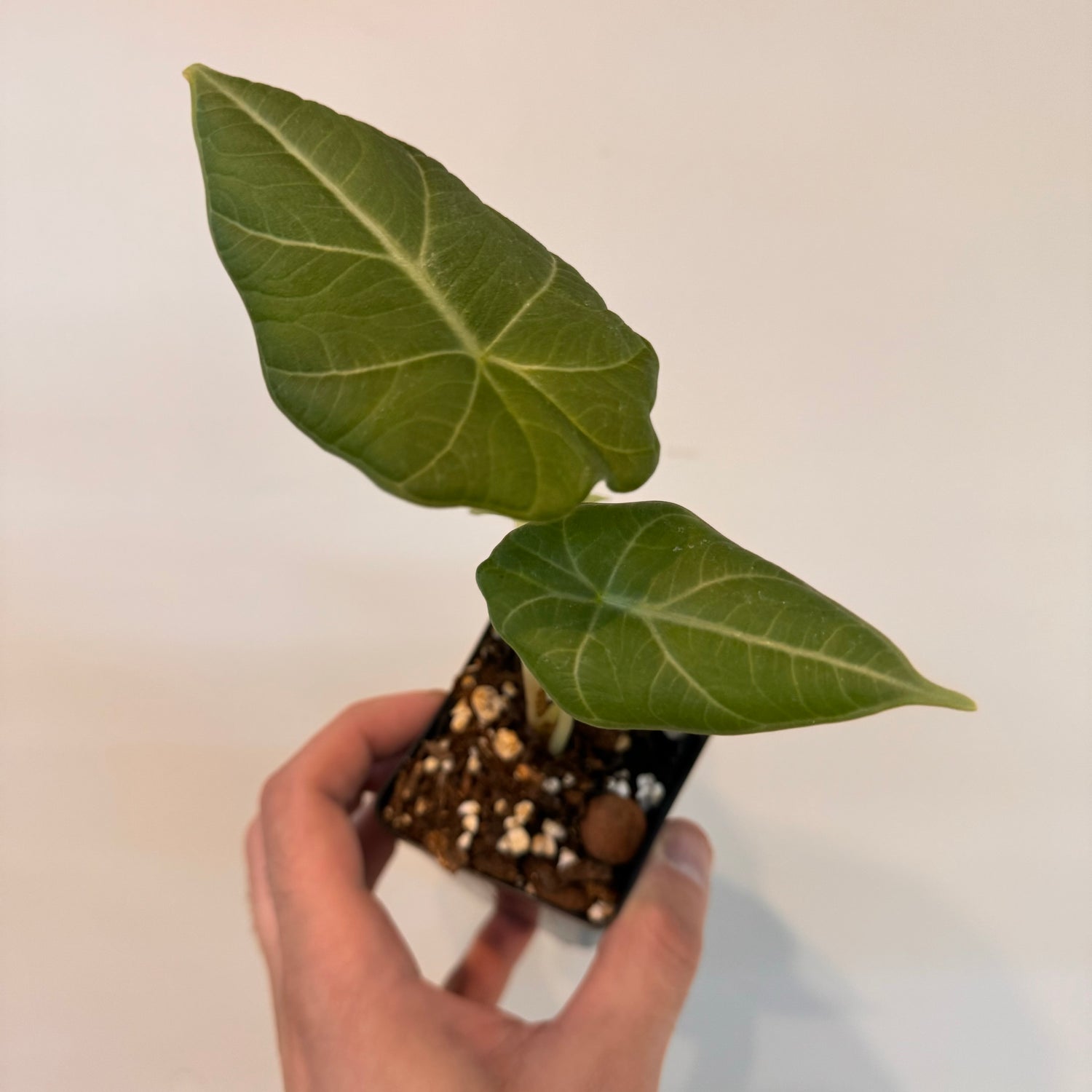 Alocasia Dragon Moon