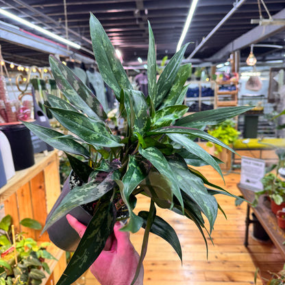 Aglaonema Maryann